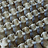 Bound Teddy Bears Army, 2002